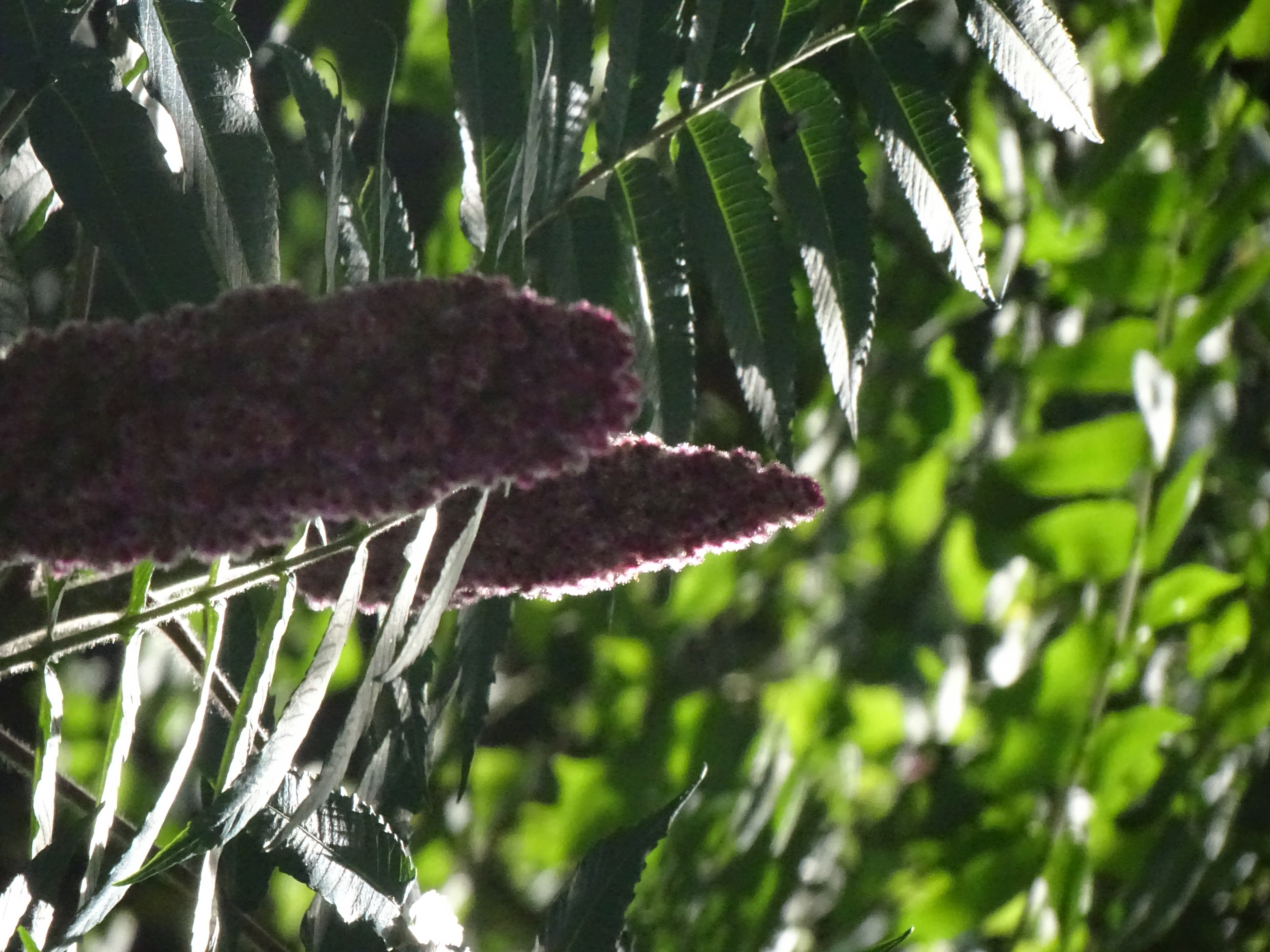 Inflorescences pendantes en boules, feuilles argentées en arrière-plan