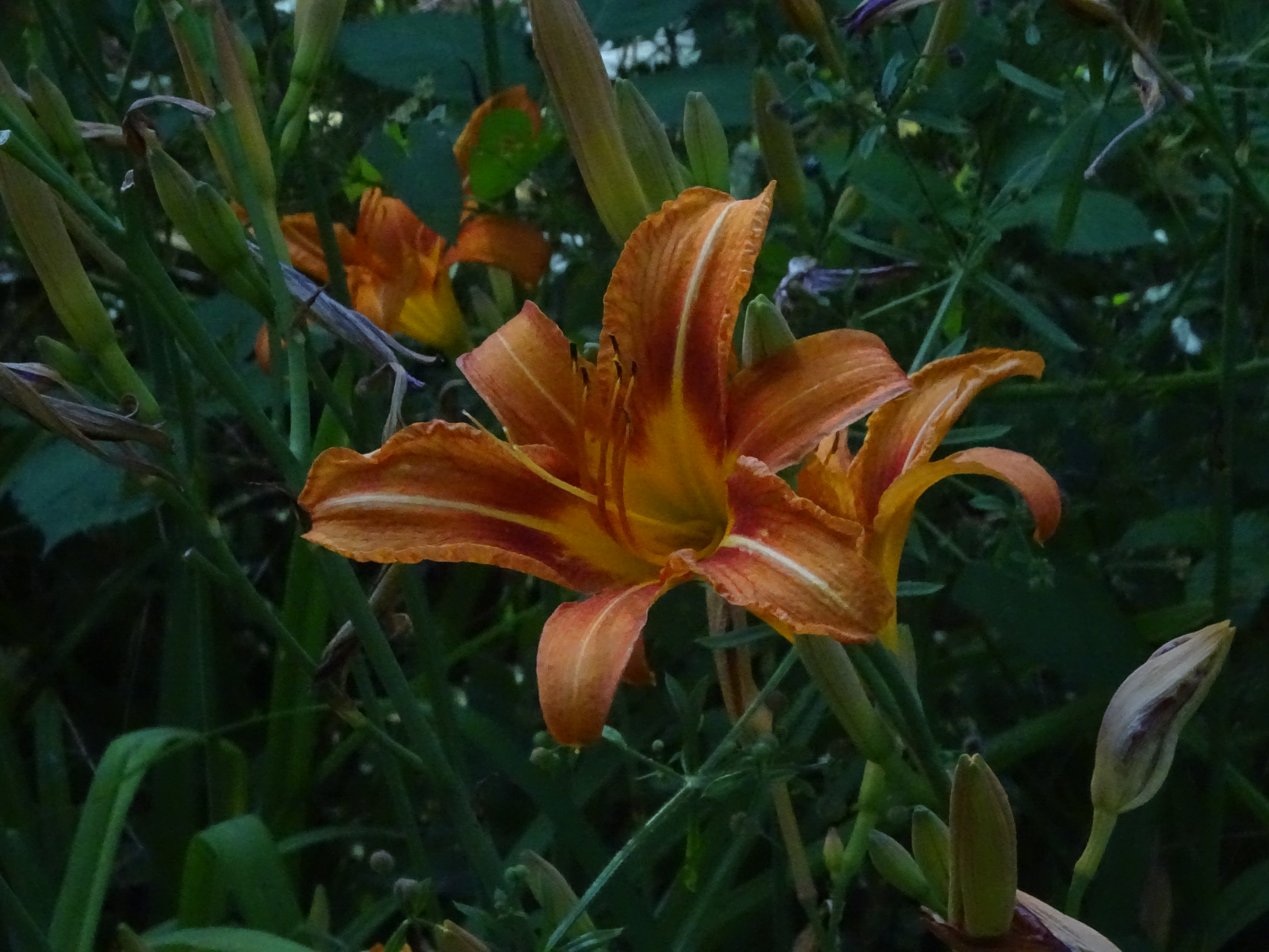 Plusieurs fleurs de lys orangés parmi le feuillage