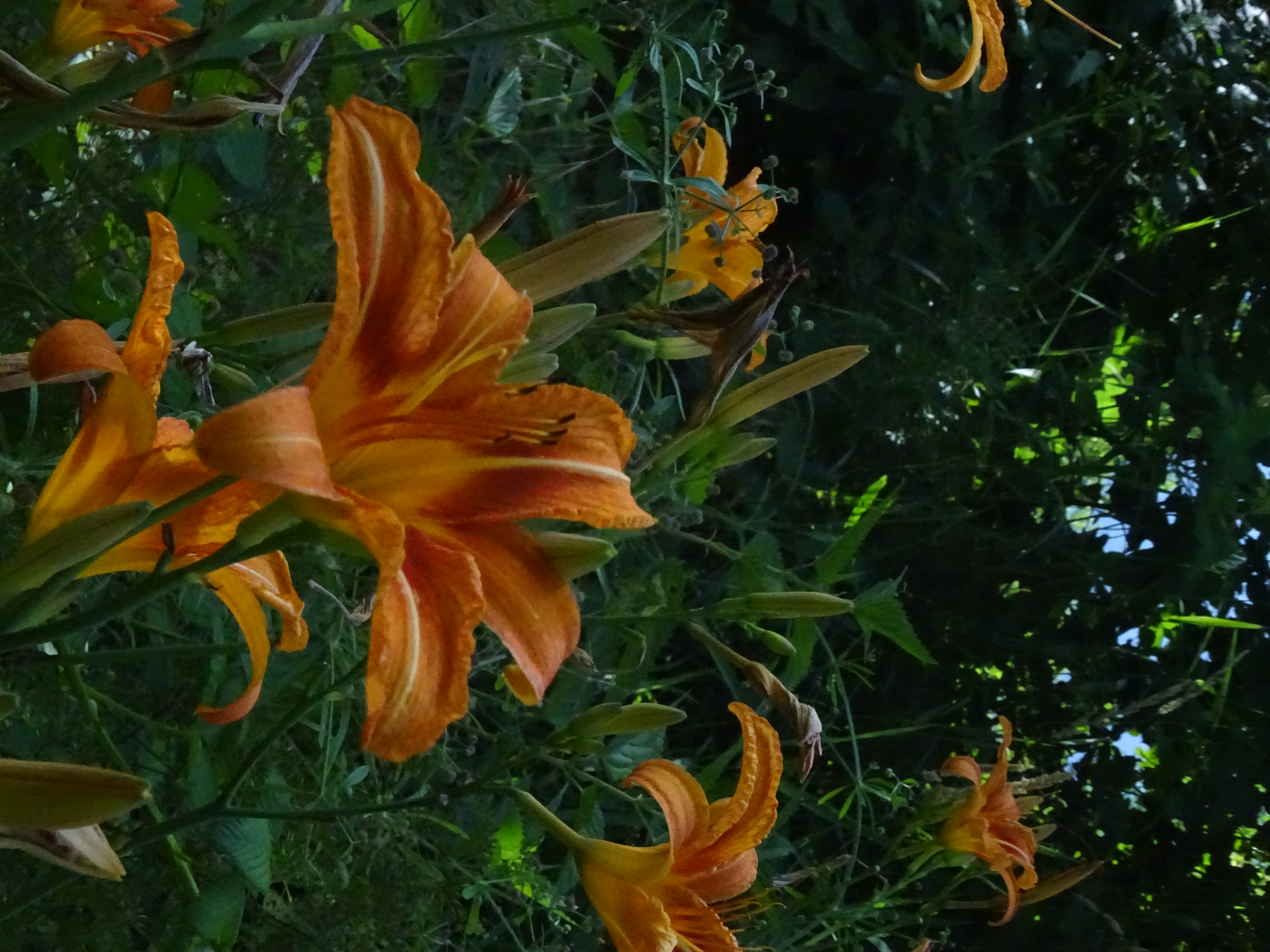 Fleur de lys hémérocalle orange vif, pétales ouverts en pleine lumière
