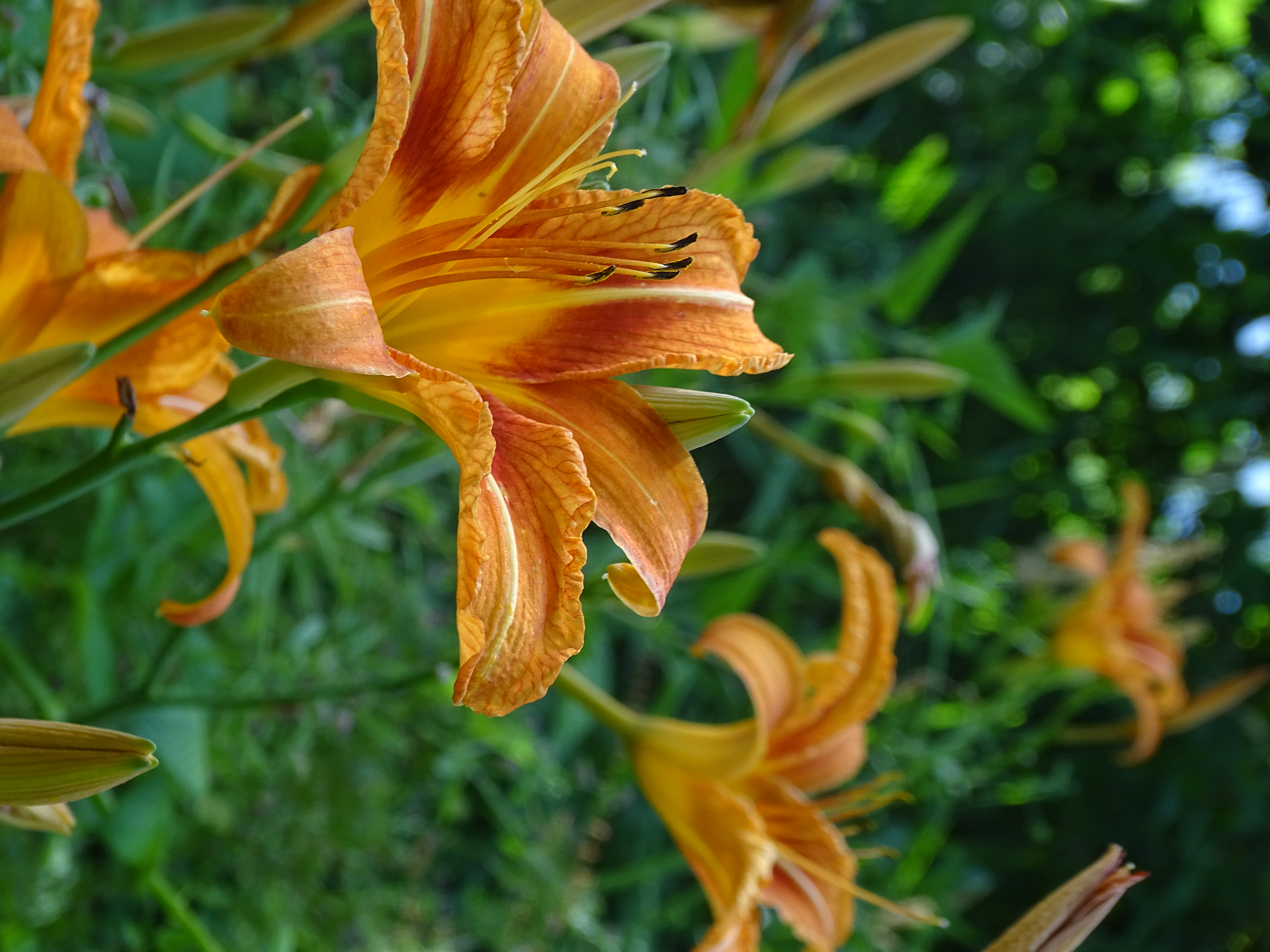 Détail d'une fleur de lys, étamines visibles