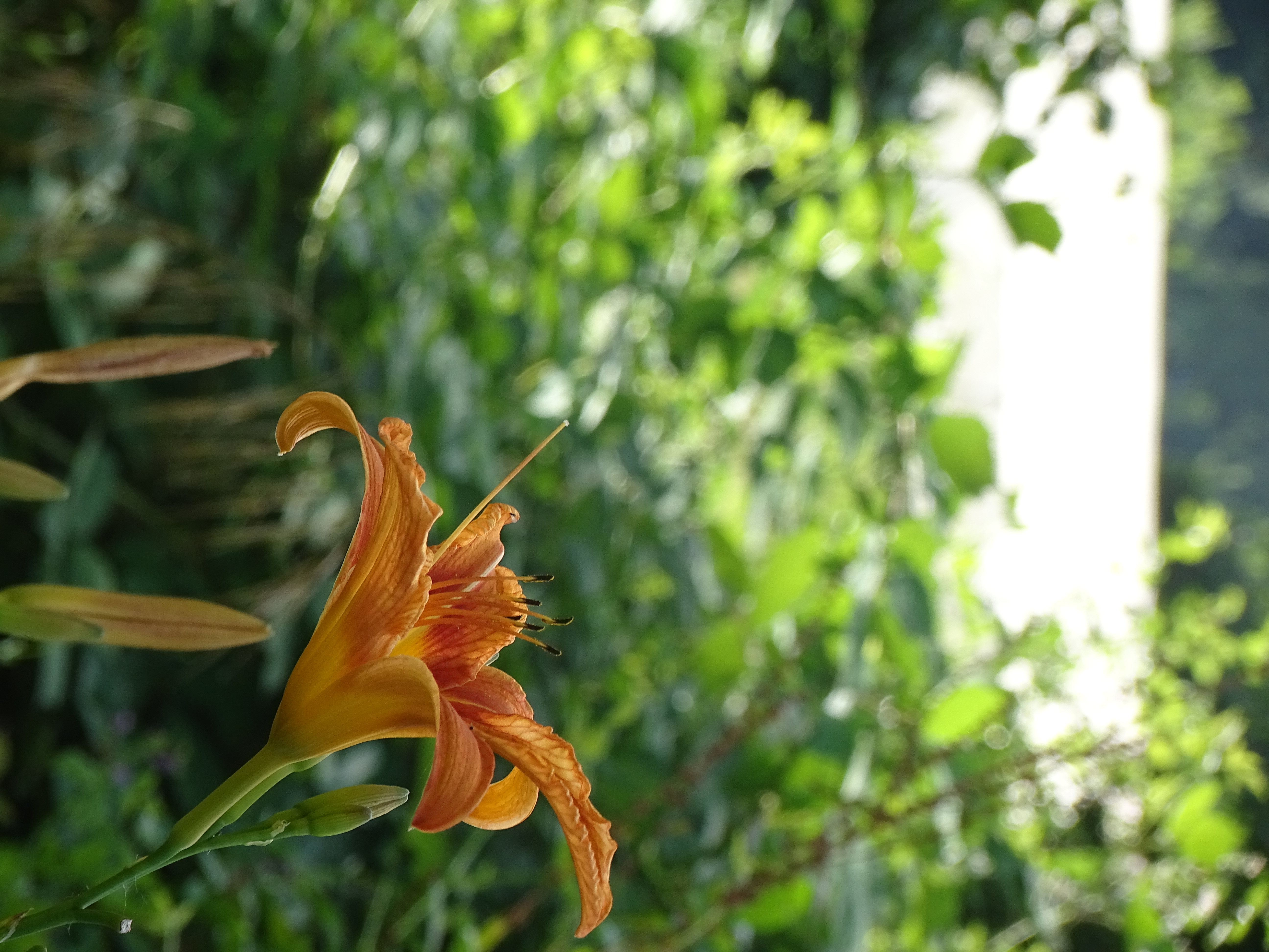 Allée de jardin entre les haies taillées, lumière d'été