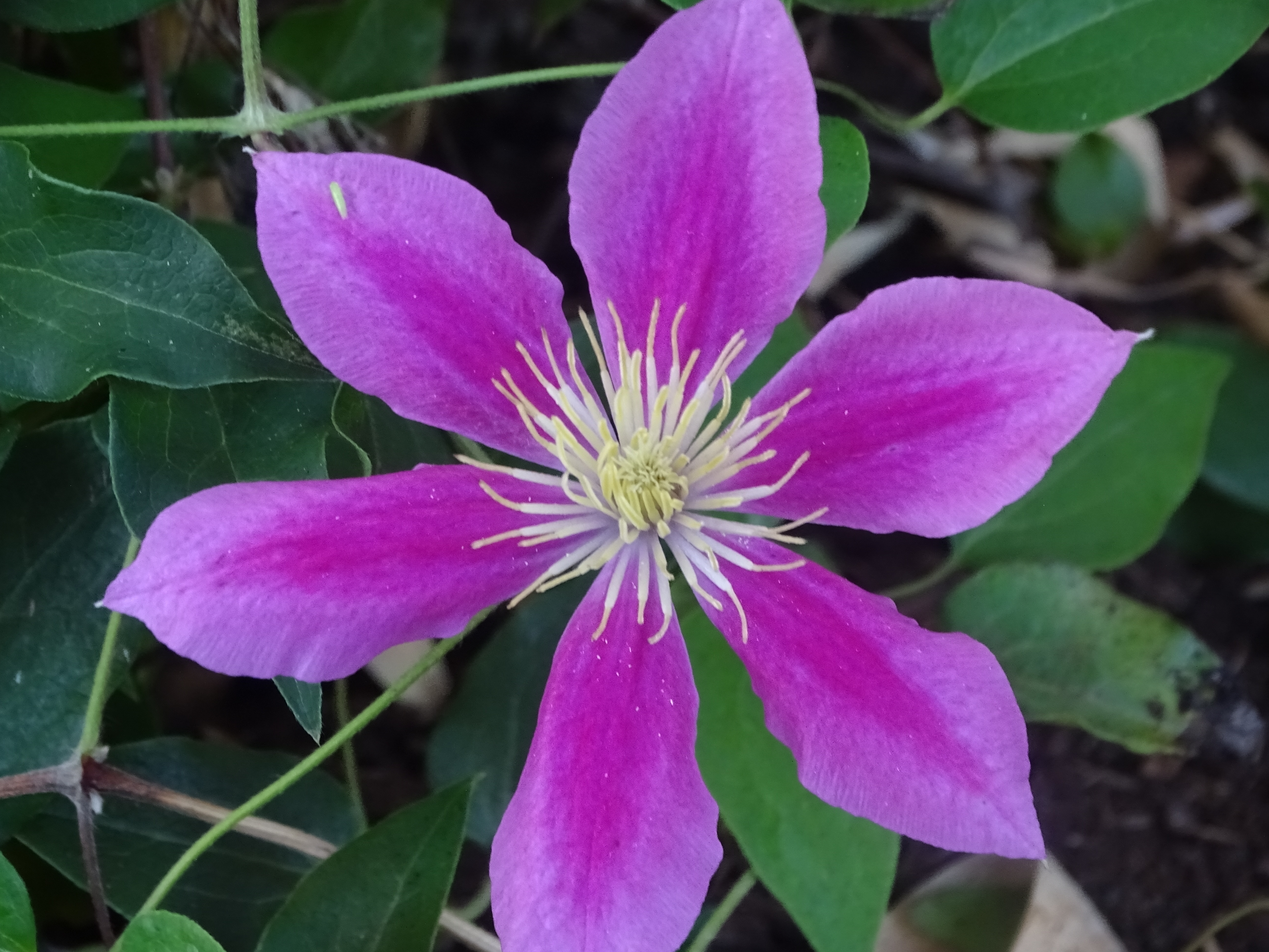 Fleur de clématite mauve, étamines jaunes au centre