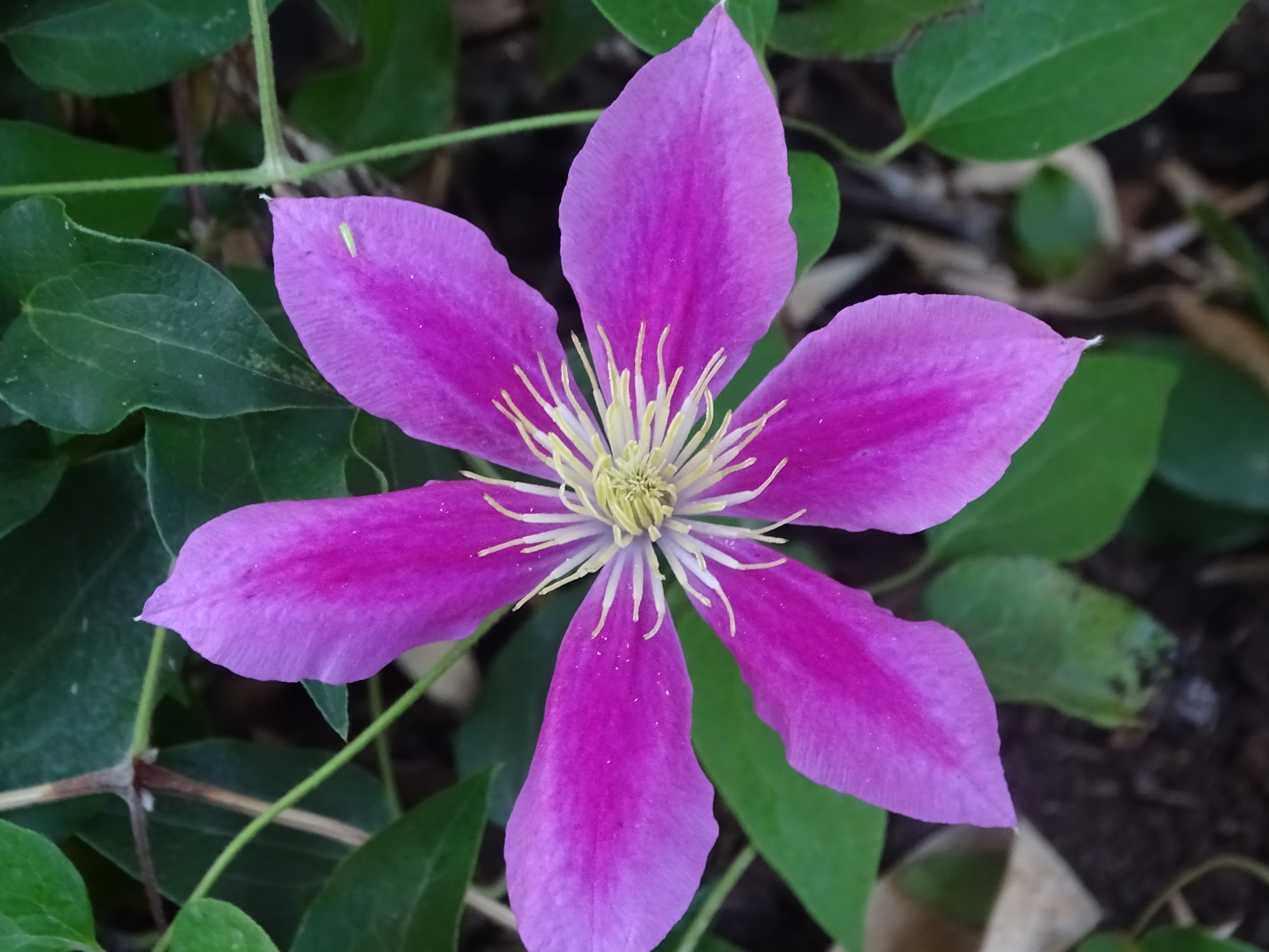 Clématite mauve, pétales étoilés