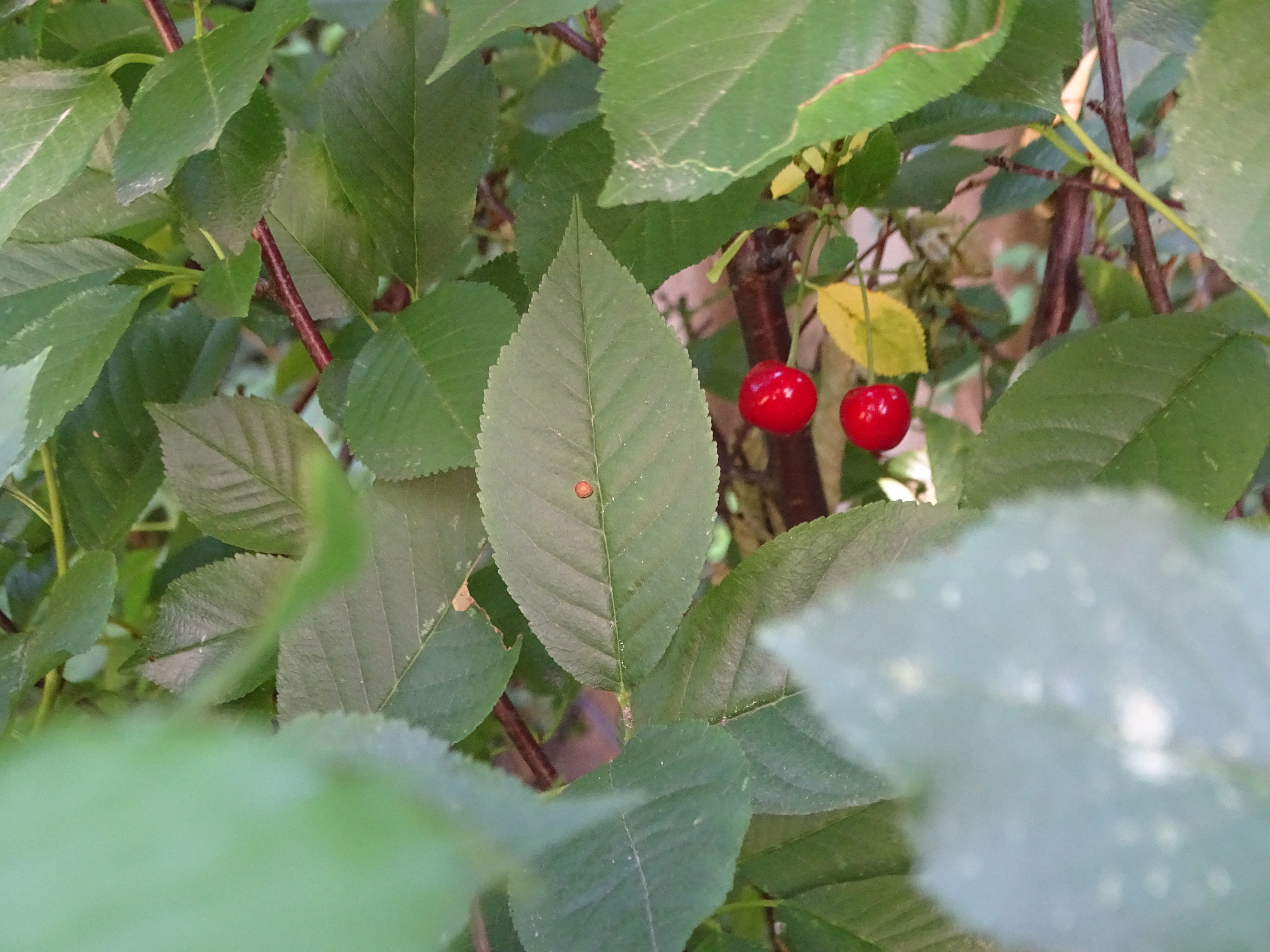 Petites baies rouges sur une branche feuillue