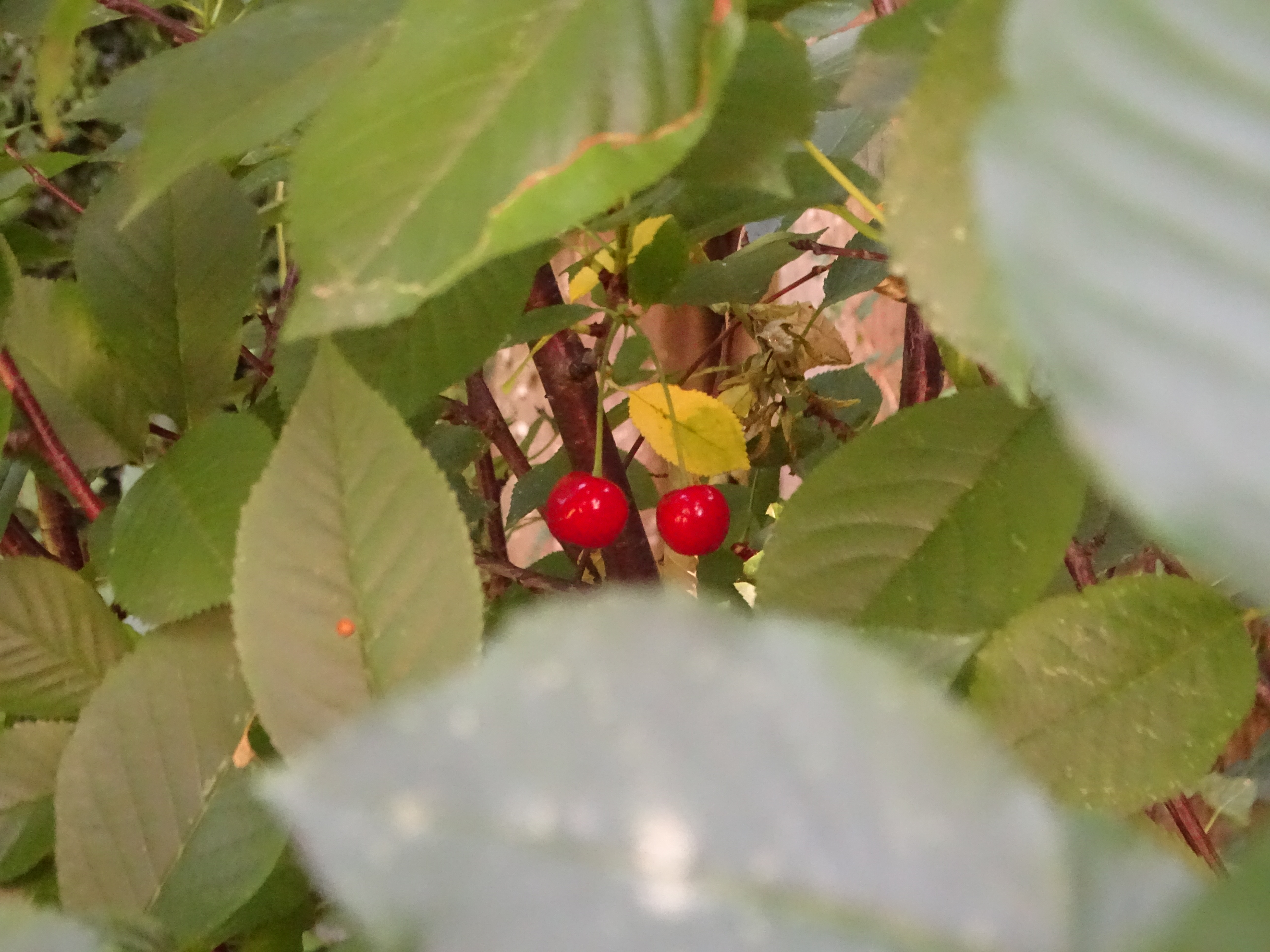 Grappes de petites baies rouges, lumière verte filtrée