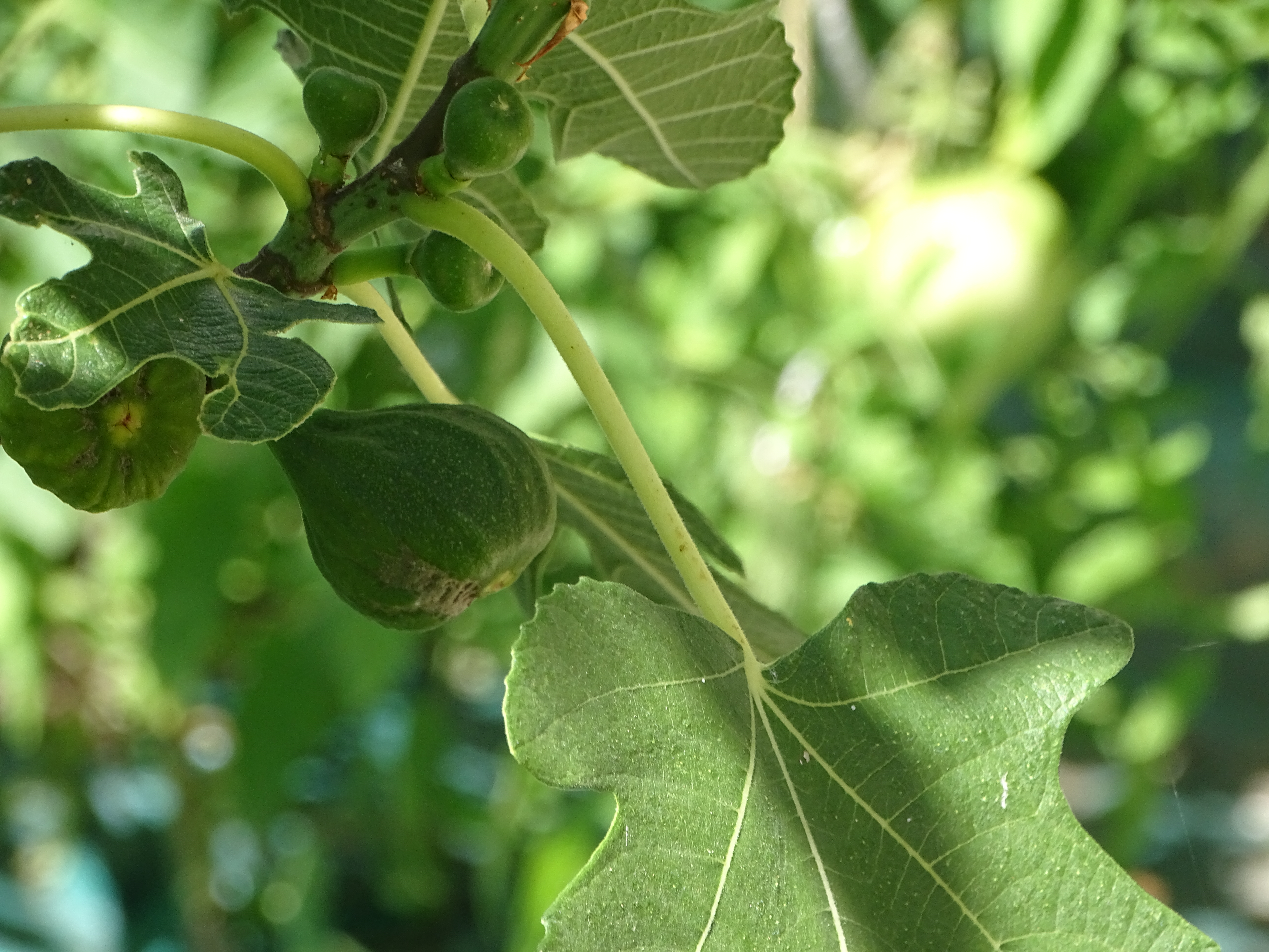 Feuille de capucine au premier plan, lumière verte