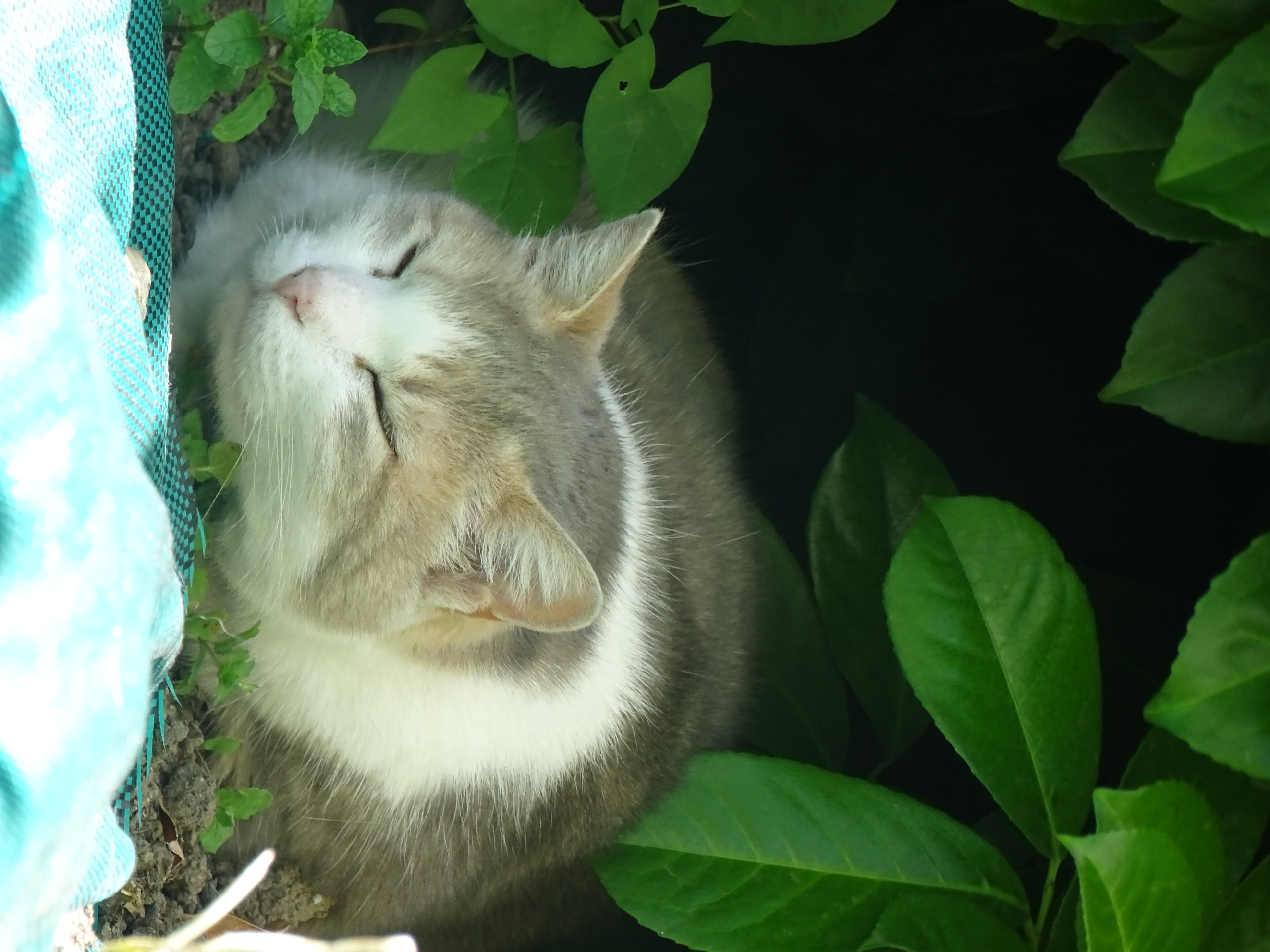 Chat endormi, pelage roux et gris, feuilles vertes