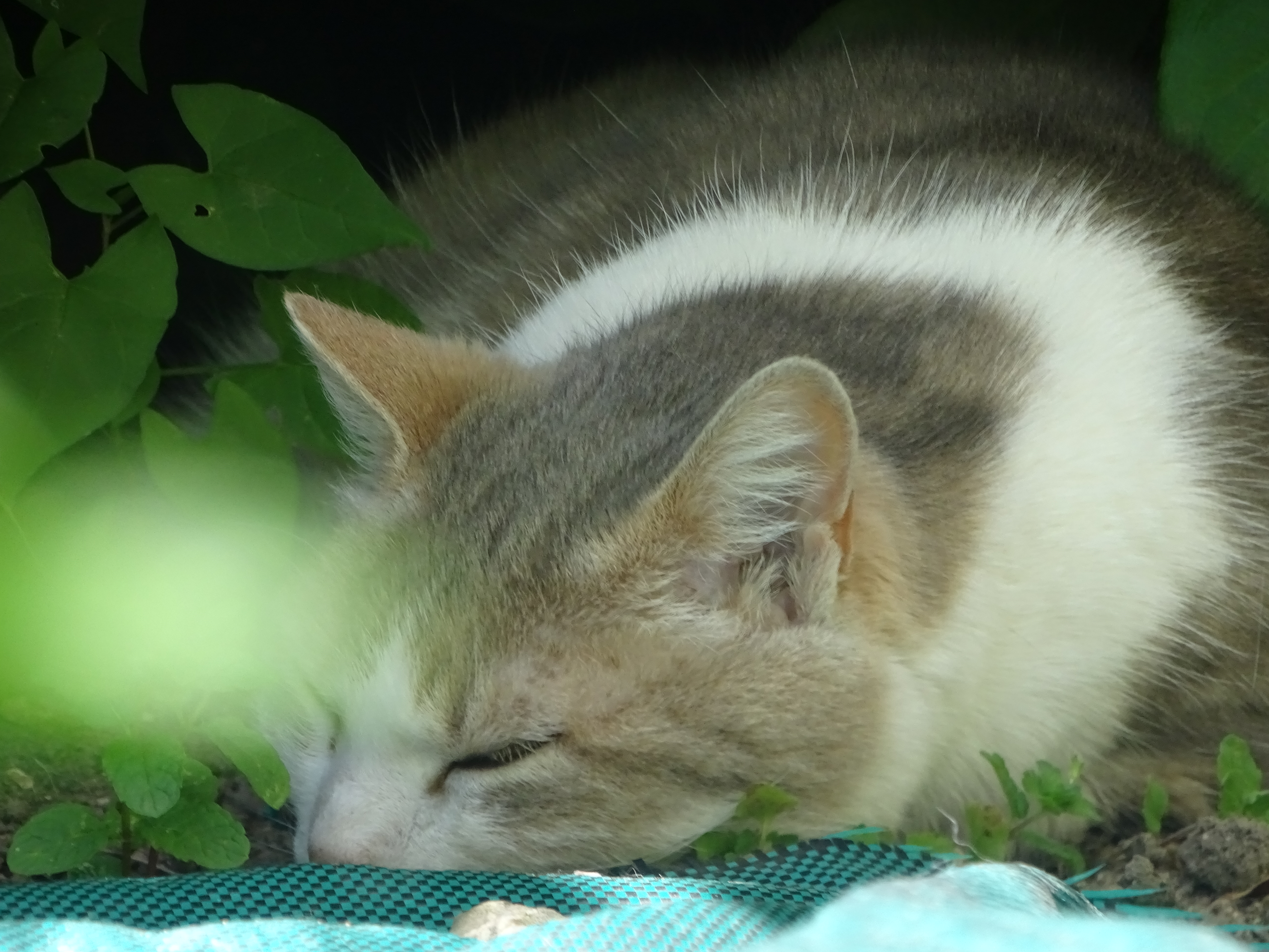 Chat gris et blanc endormi parmi les feuilles de capucine