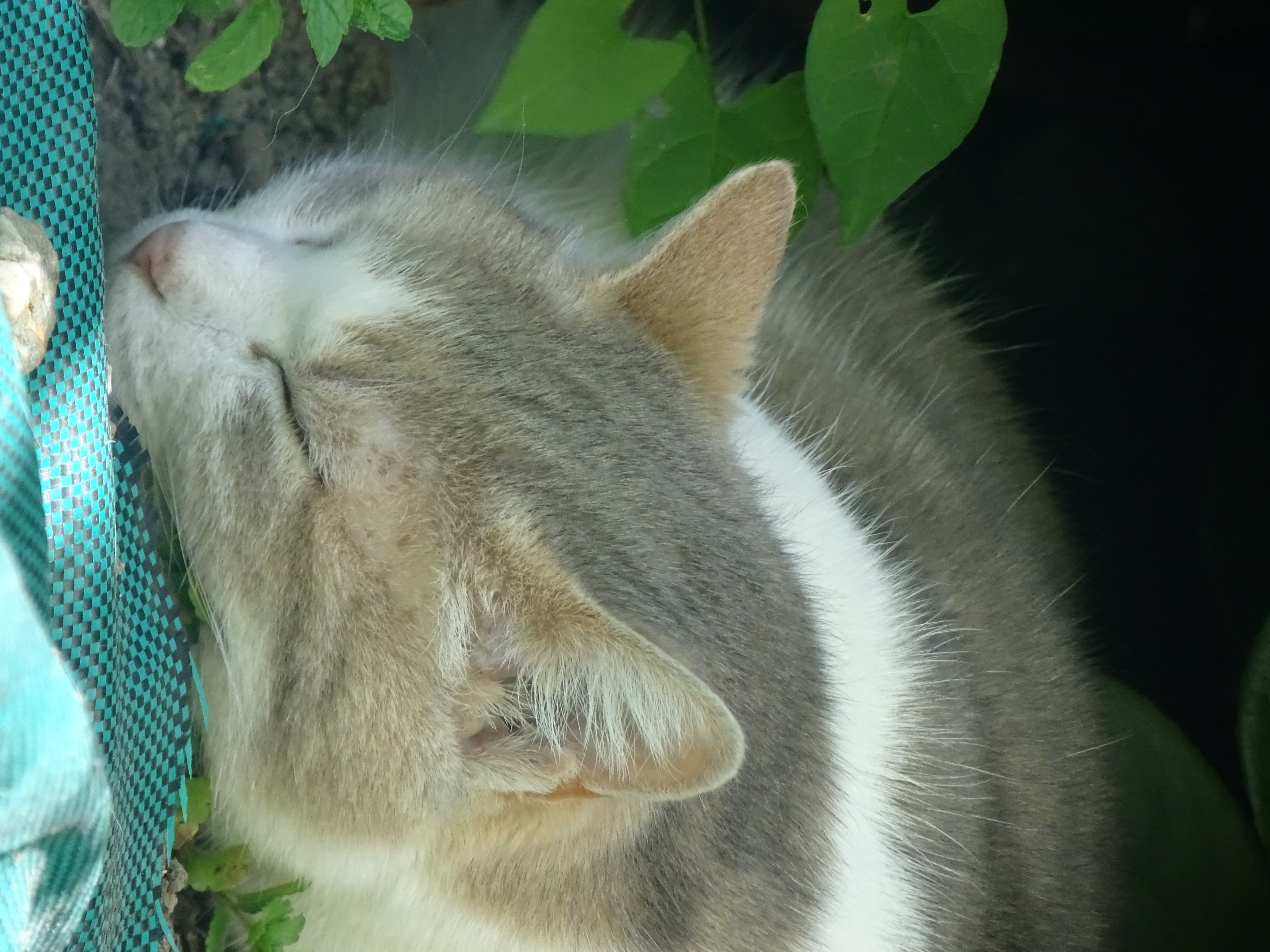 Le chat, yeux mi-clos dans la lumière