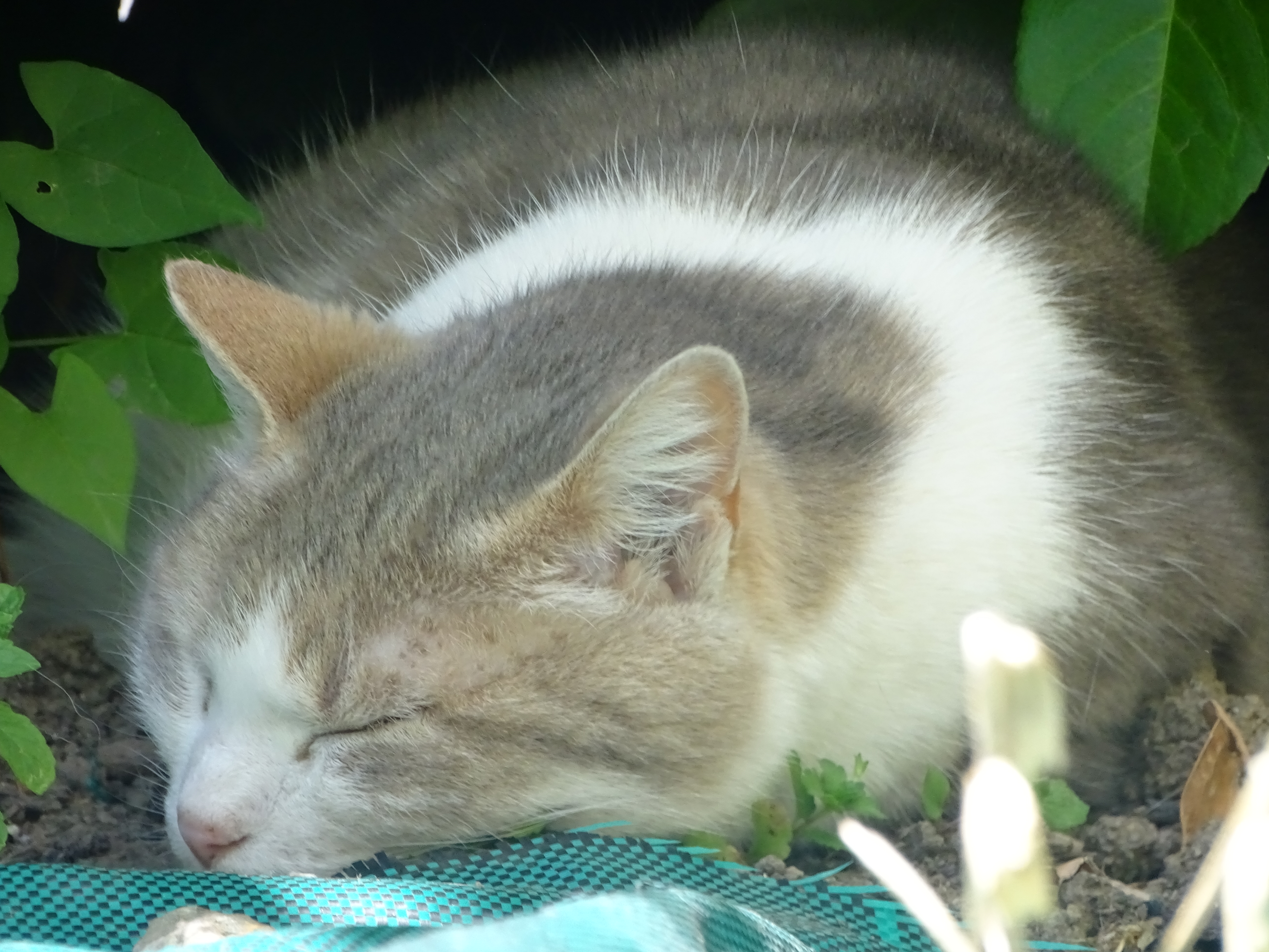 Portrait du chat parmi les tiges et feuilles vertes