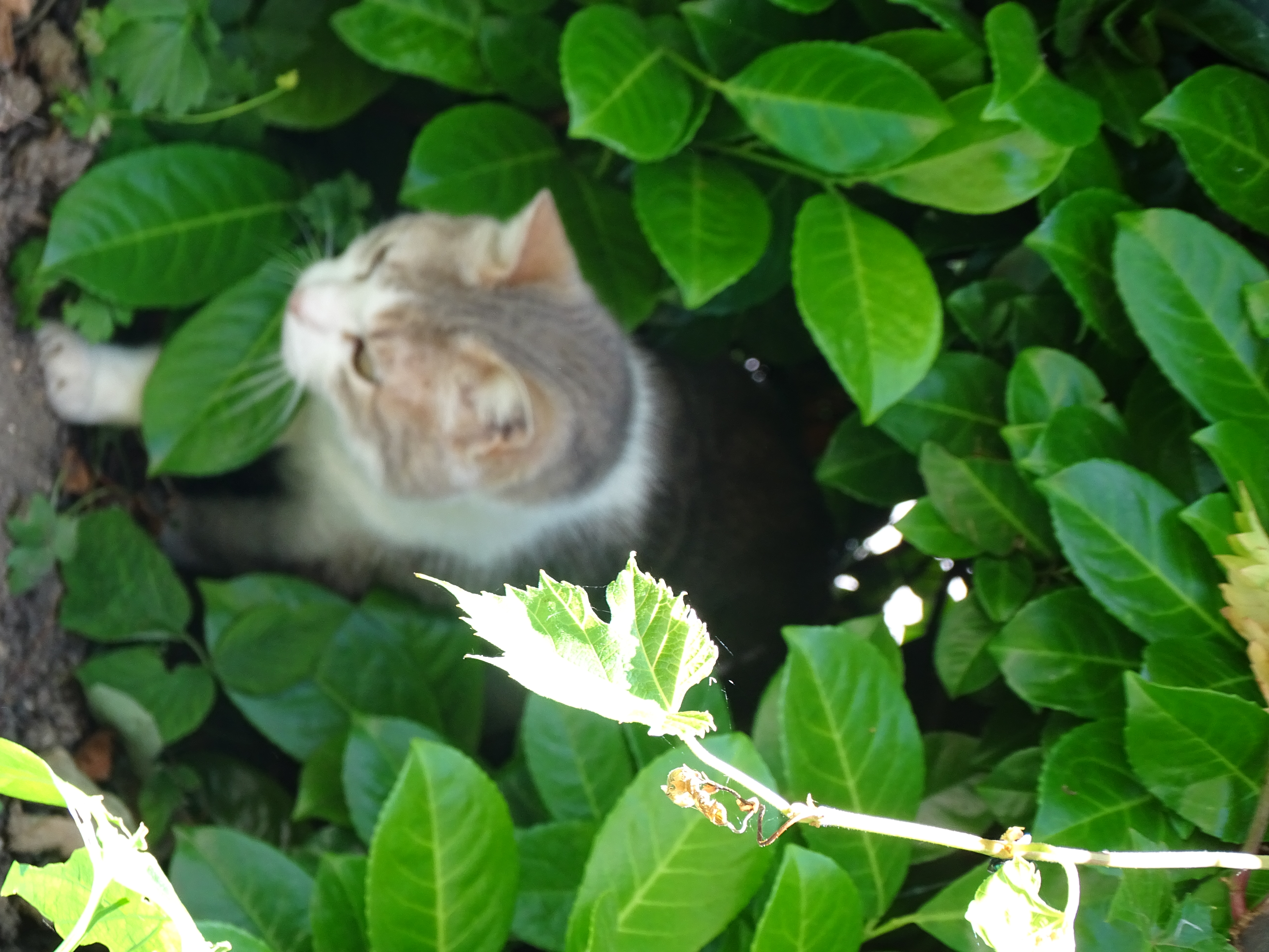 Le chat, regard vers l'appareil