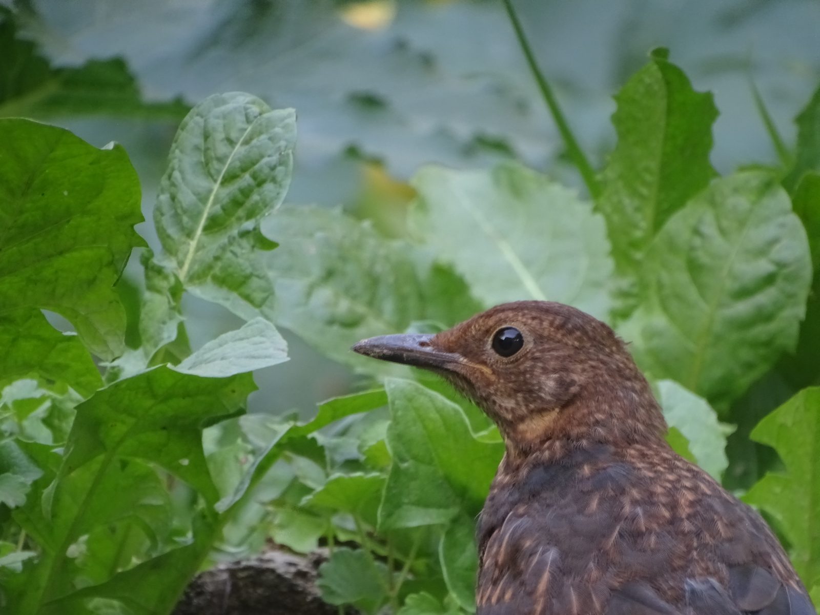 Jeune merle au plumage tacheté, parmi les feuilles vertes du jardin
