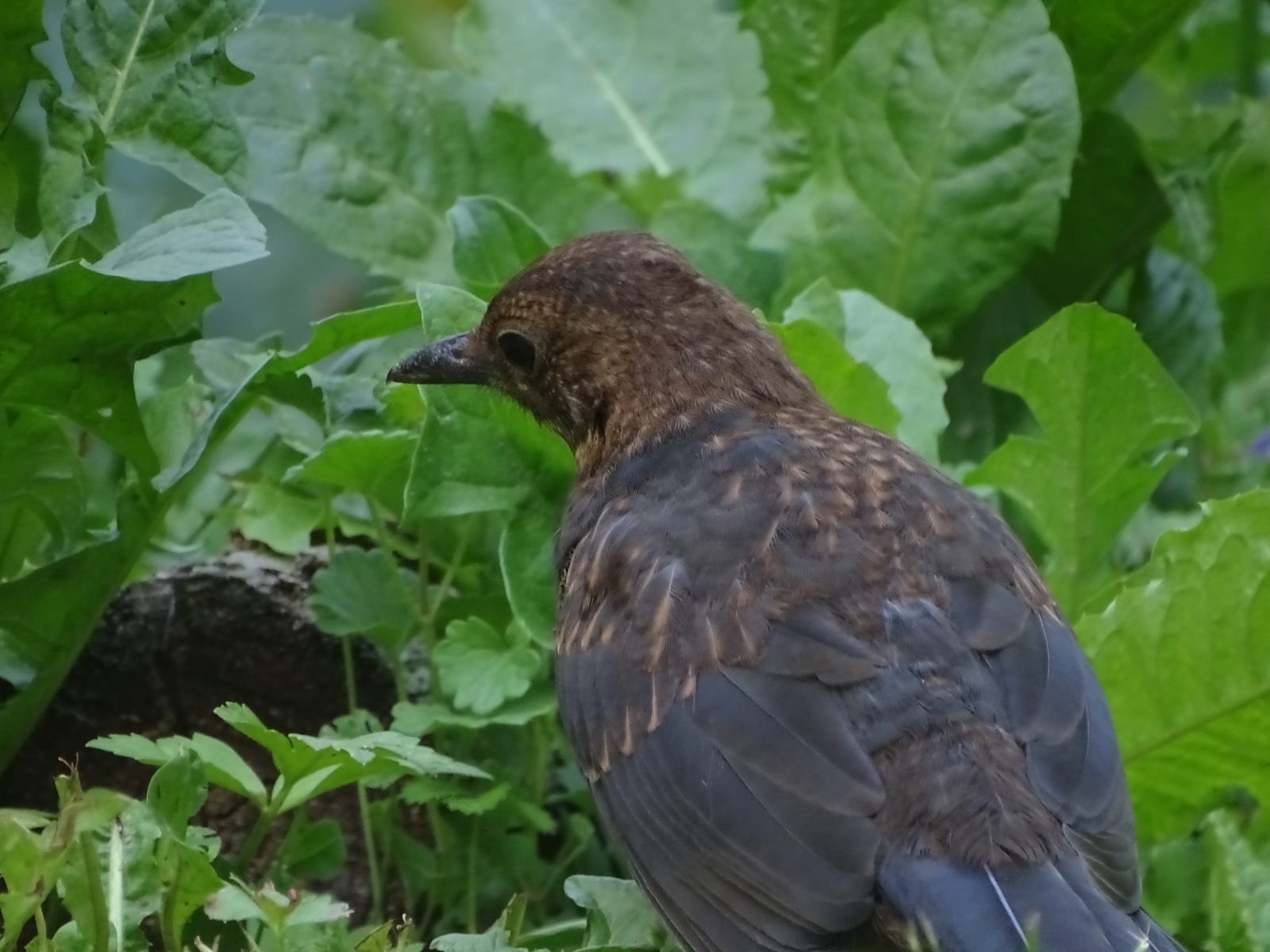 Le jeune merle de dos, plumage gris et brun moucheté de blanc