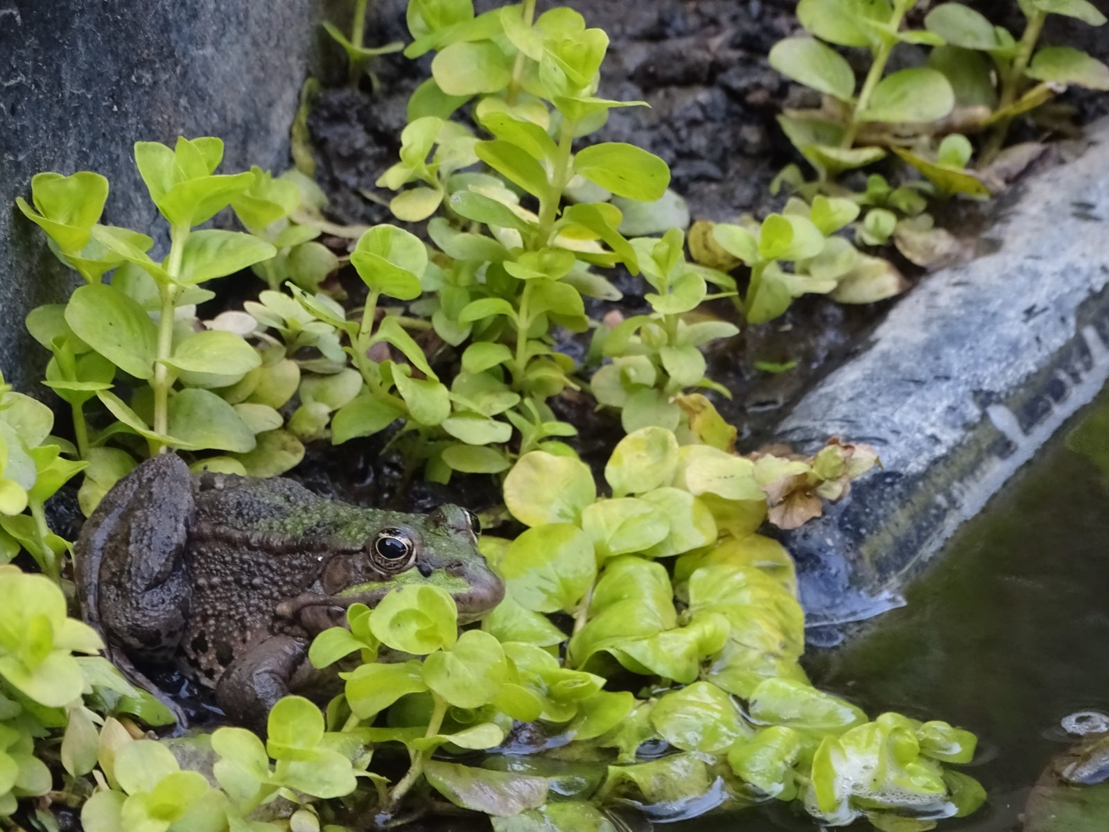 Une grenouille immobile parmi les feuilles aquatiques du bassin