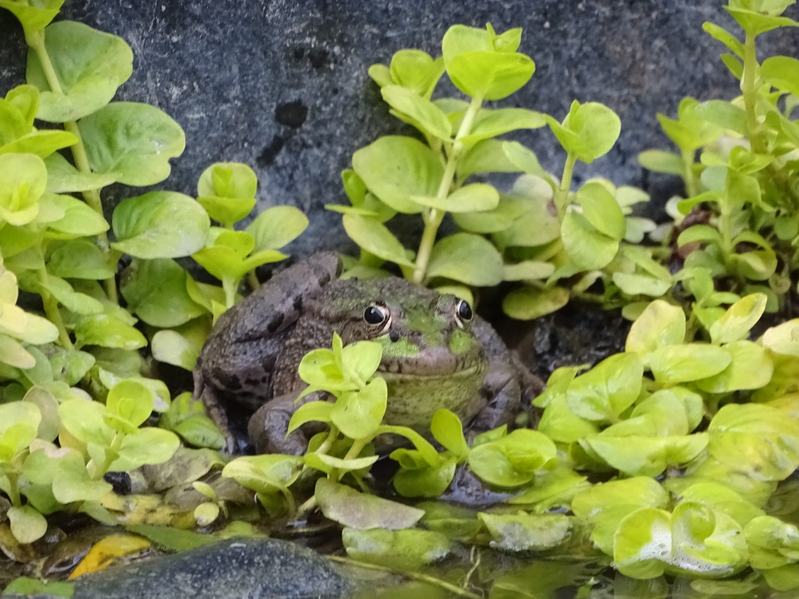Œil de grenouille au niveau de l'eau, entouré de plantes aquatiques vertes