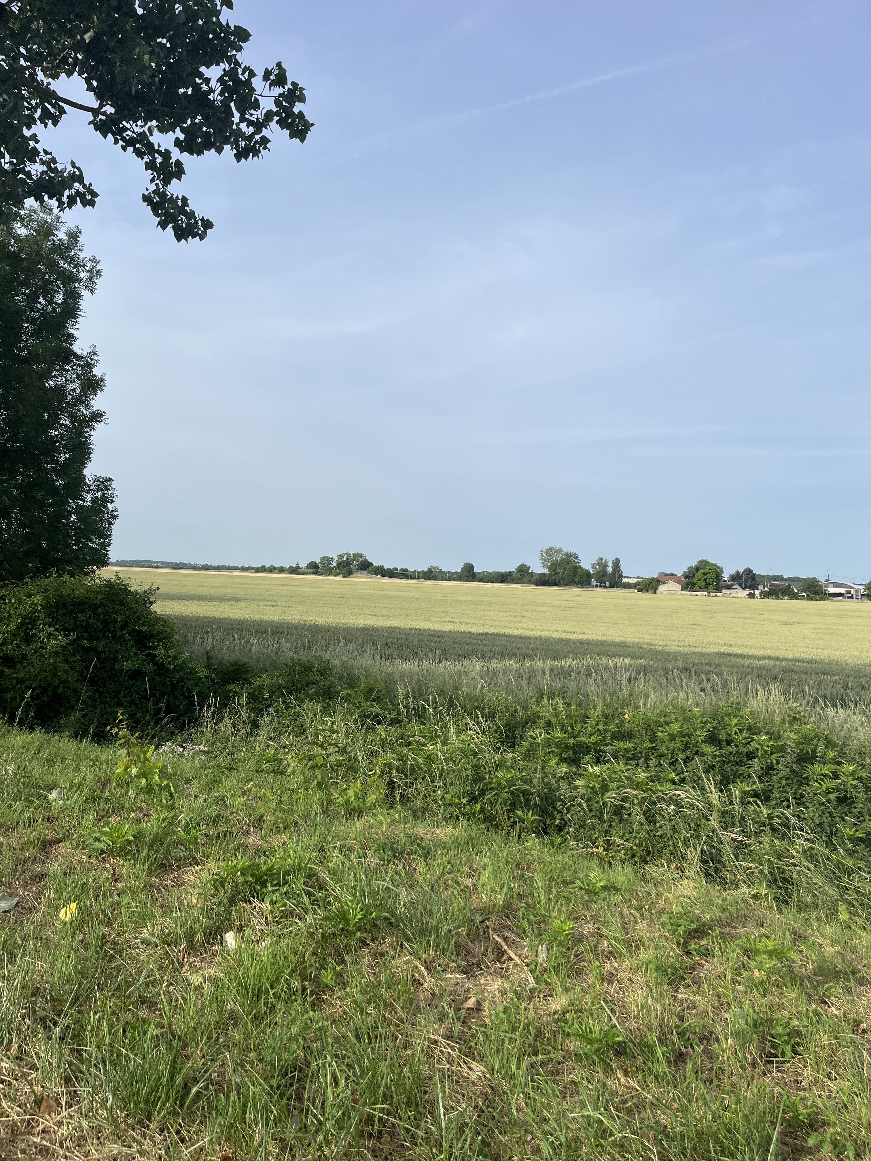 Bord de route, arbres